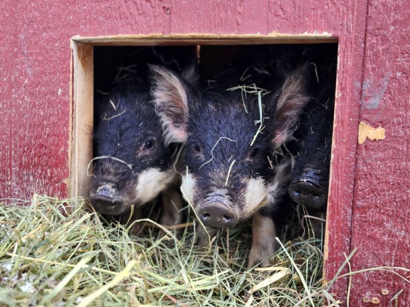 Mangalitsa Pigs Arrive at Vigilante Acres. Half Hog Shares Now&nbsp;Available.